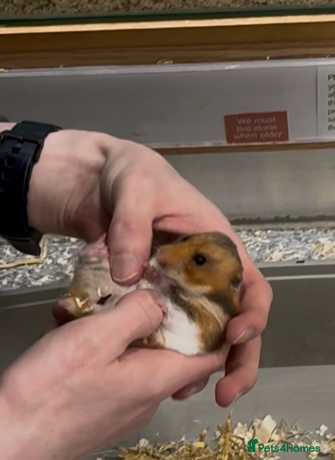 Hamster rodents for sale: Cookie in Nottingham - Advert 3