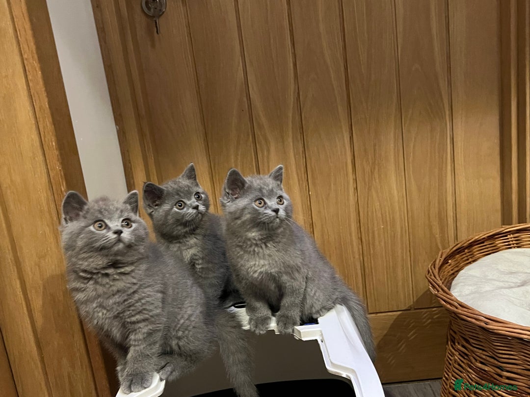 British Shorthair cats for sale: British Blue ready to Steal Your Heart!  - Image 7