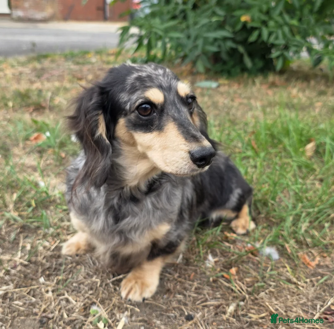 Miniature Dachshund dogs for stud: Silver Dapple long hair stud boy  - Advert 6