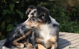 Border Collie dogs for sale: Border Collie sheepdog pups  - Image 7