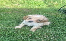 Cockapoo dogs for sale: Stunning cockapoo puppies  - Image 24