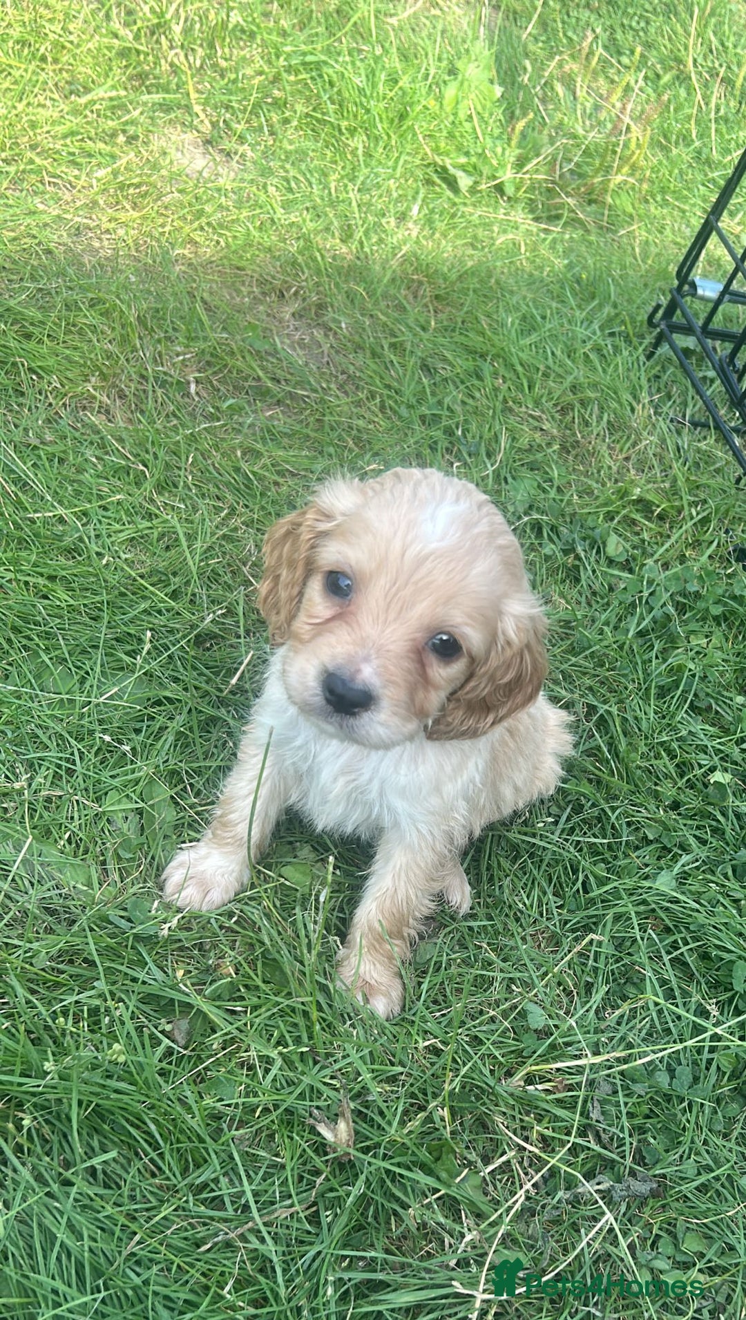 Cockapoo dogs for sale: Stunning cockapoo puppies  - Image 24