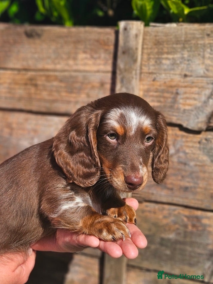 Miniature Dachshund dogs 2 male puppies left miniature Dachshund - Advert 16