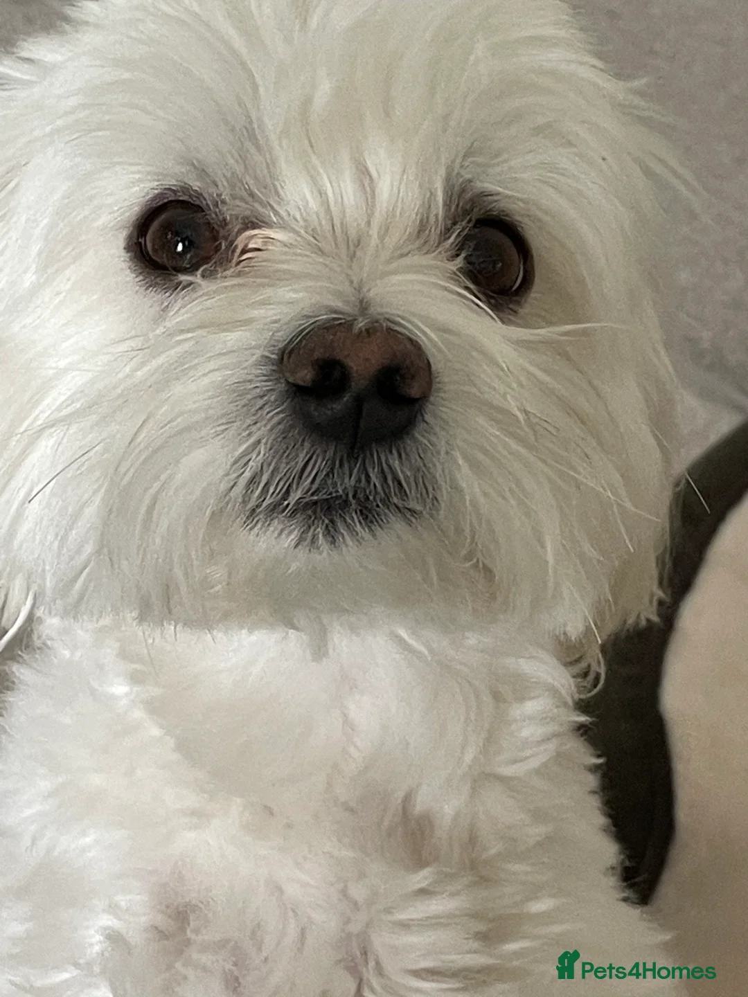 Maltese dogs for stud: Maltese Males (for Stud)  in Durham - Advert 4