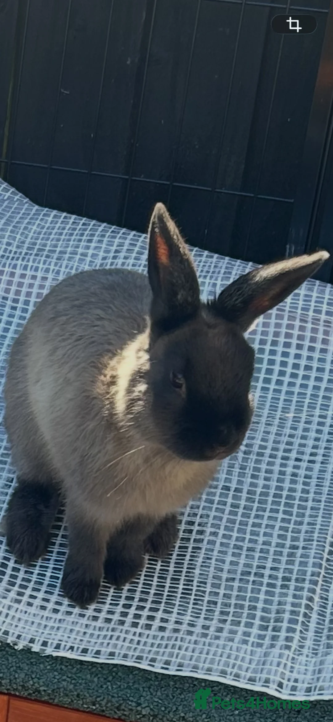 Netherland Dwarf rabbits for sale: Netherland dwarf Male - Advert 2