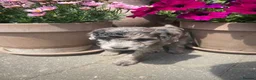 Cockapoo dogs for sale: Beautiful Litter of F1B Cockapoos🐶 - Advert 29
