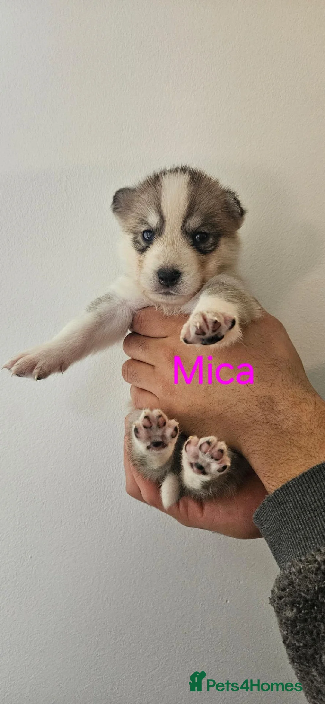 Mixed Breed dogs for sale: 6 Northern Inuit × Siberian Husky puppies - Advert 2