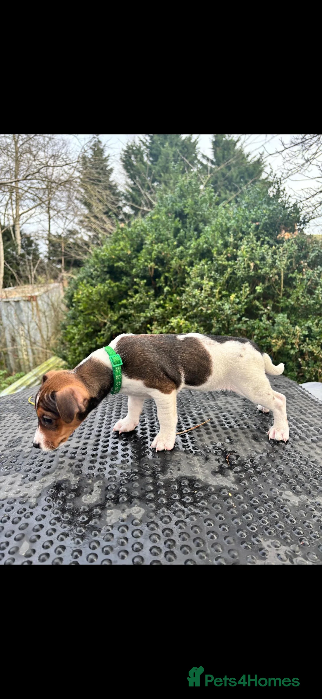 Jack Russell dogs for sale: Beautiful tricoloured jack Russell pups for sale - Advert 17