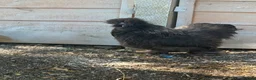 Chickens poultry for sale: Black & Grey Silkie Cockerel  in Chippenham - Advert 1