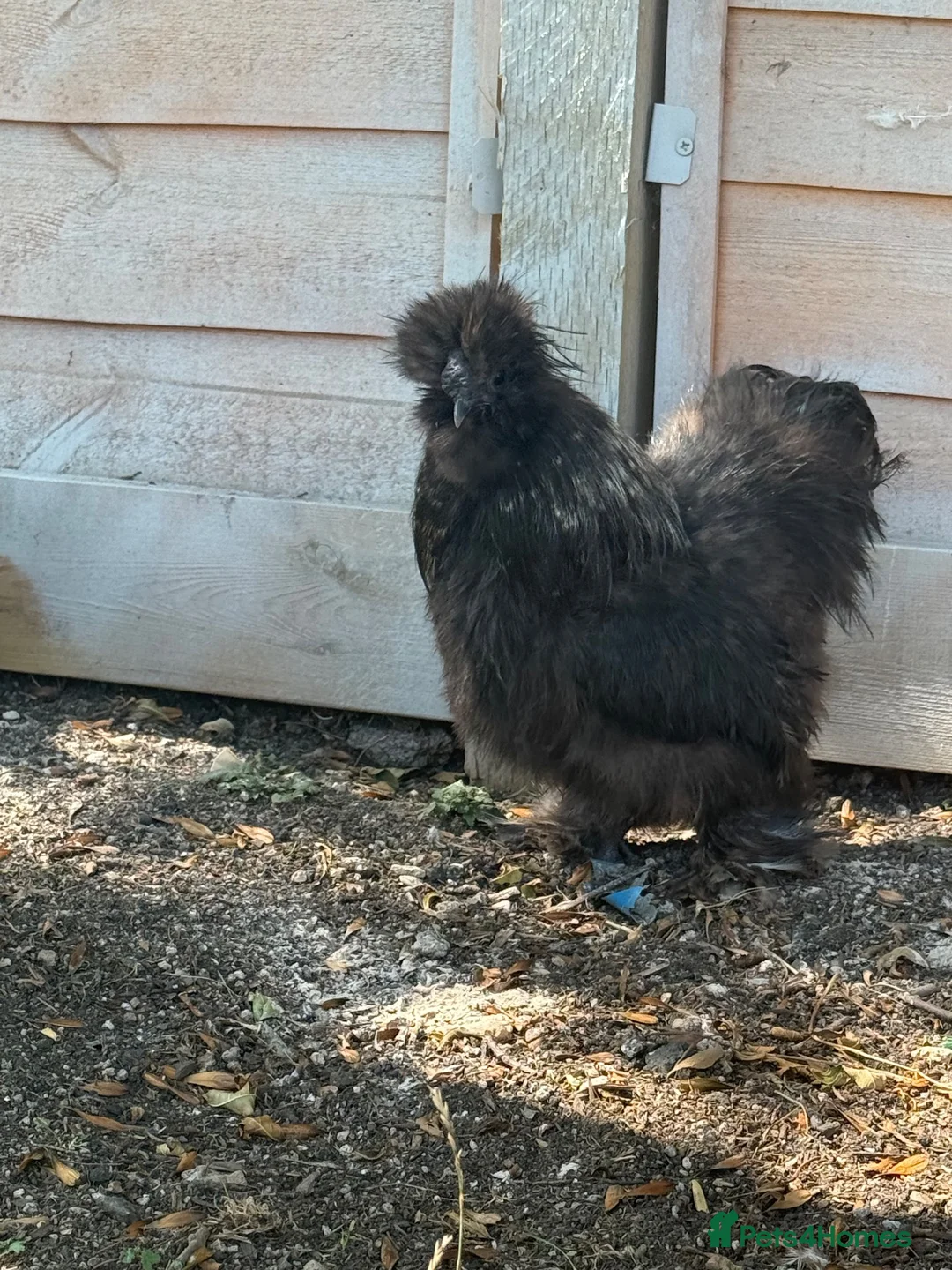 Chickens poultry for sale: Black & Grey Silkie Cockerel  in Chippenham - Advert 1