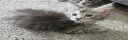 Maine Coon cats for sale: Maincoon kittens - Advert 4
