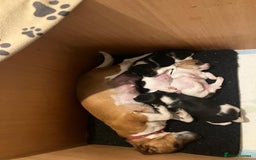 Jack Russell dogs for sale: Stunning Jack Russell puppies - Image 2