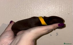 Chihuahua dogs for sale: Beautiful baby chihuahua pups - Image 7