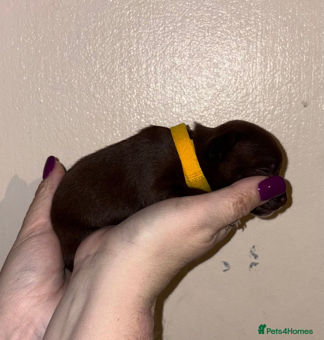 Chihuahua dogs for sale: Beautiful baby chihuahua pups - Image 7