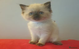 Ragdoll cats for sale: 4 beautiful ragdoll kittens for sale - Oxford - Image 5