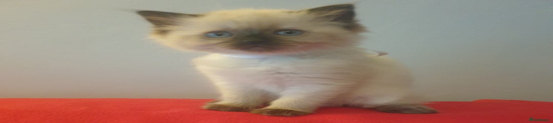 Ragdoll Kitten 4