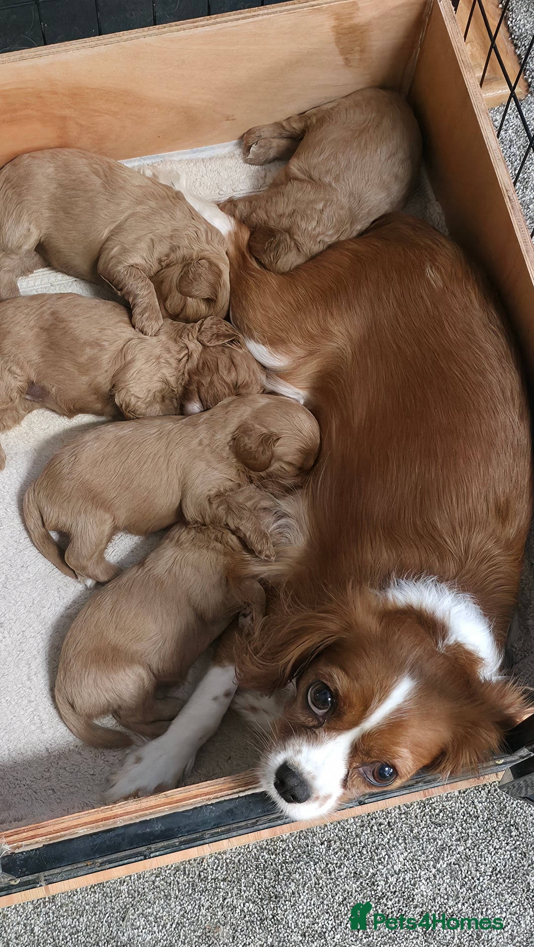 Cavapoo dogs for sale: Beautiful Cavapoo Puppies  - Image 6