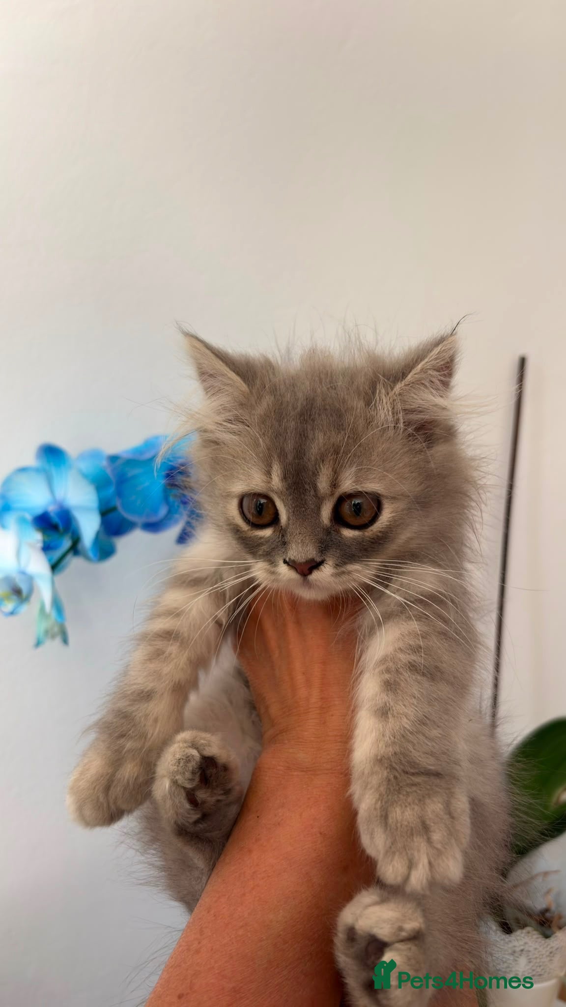 British Longhair cats Blue Beautiful British Longhair - Advert 4