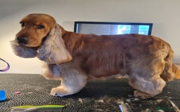 Cocker Spaniel dogs for stud: Outstanding Show Cocker for stud  - Image 2