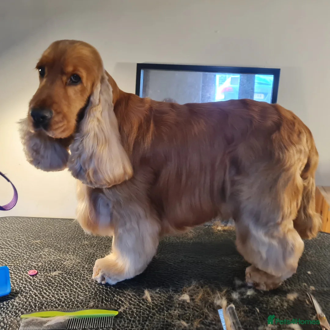 Cocker Spaniel dogs for stud: Outstanding Show Cocker for stud  - Advert 2