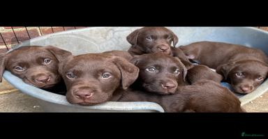 Labrador Retriever dogs Chunky Chocolate Labrador Puppies - Advert 1