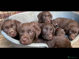 Labrador Retriever dogs Chunky Chocolate Labrador Puppies - Advert 5