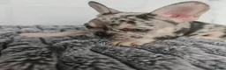 French Bulldog dogs for sale: Beautiful French Bulldog Puppies – Loving  Homes in Watford - Advert 10