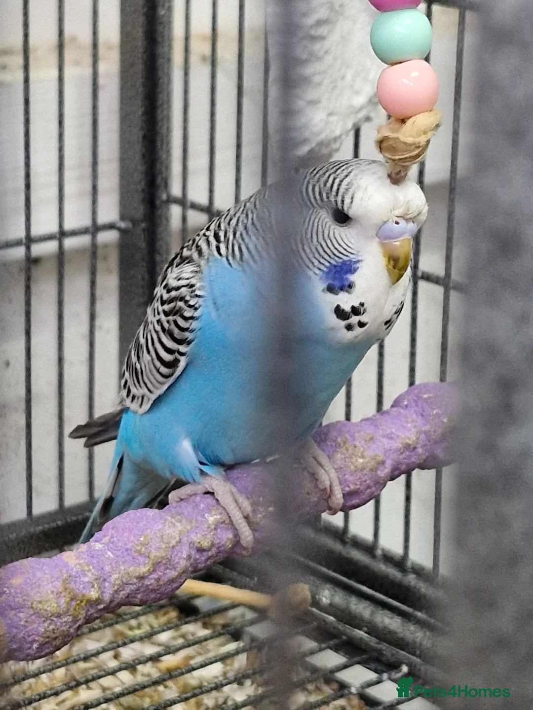 Budgerigars birds for sale: Baby Budgies 8 weeks old - Advert 4