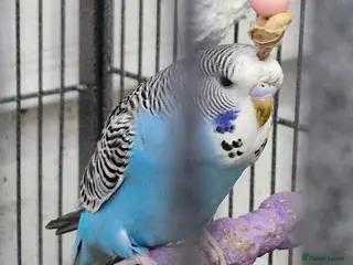 Budgerigars birds Baby Budgies 8 weeks old - Advert 2