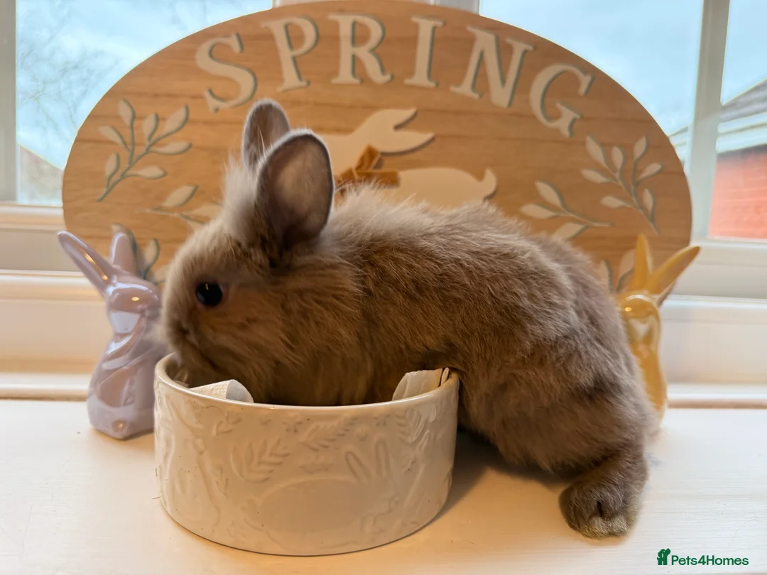 Mixed Breed rabbits for sale: Lion Head x Polish kits for sale (Mixed)  - Advert 3