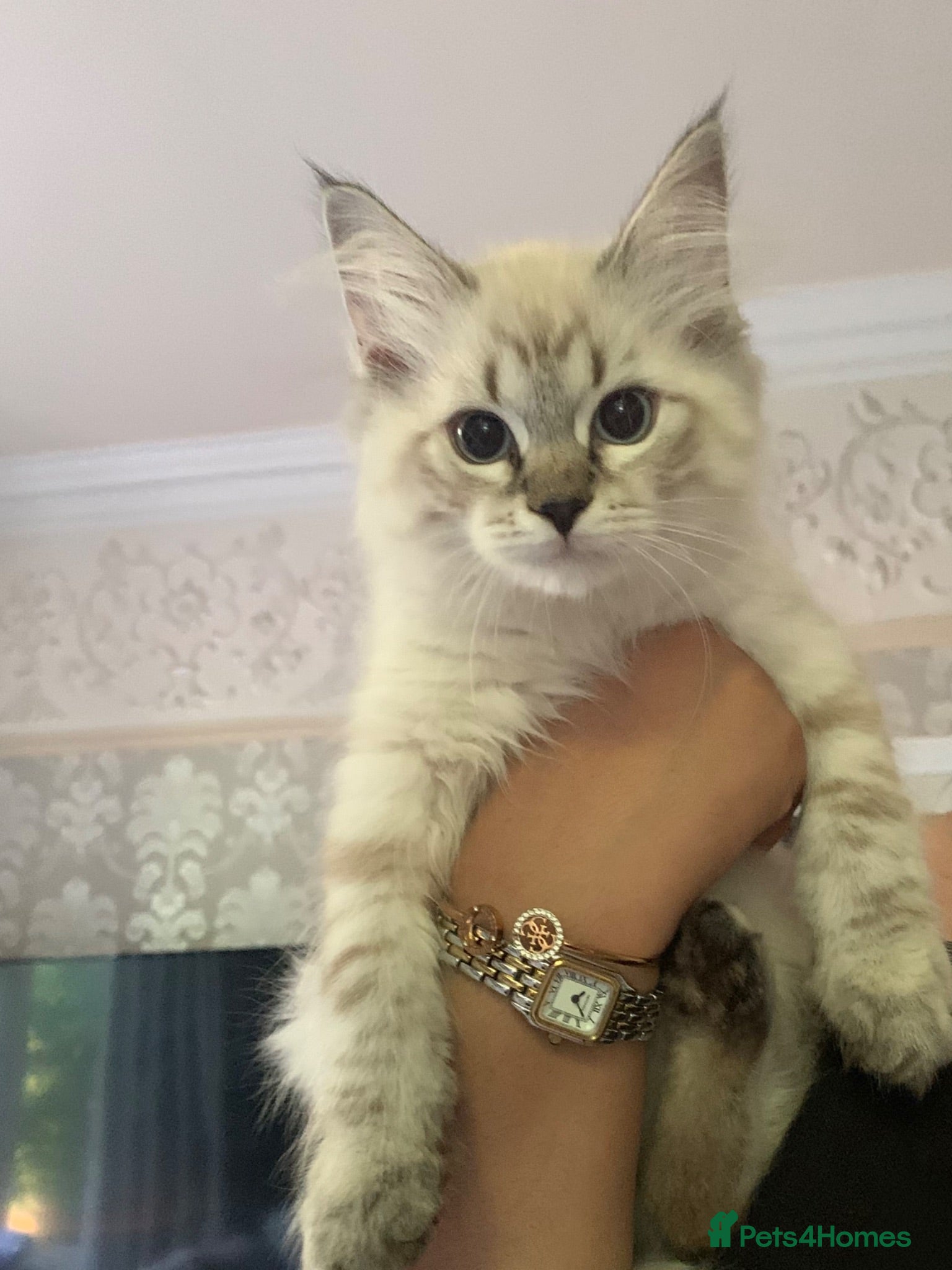 Siberian cats Pure Siberian Kitten- Microchipped, Vaccinated - Advert 1