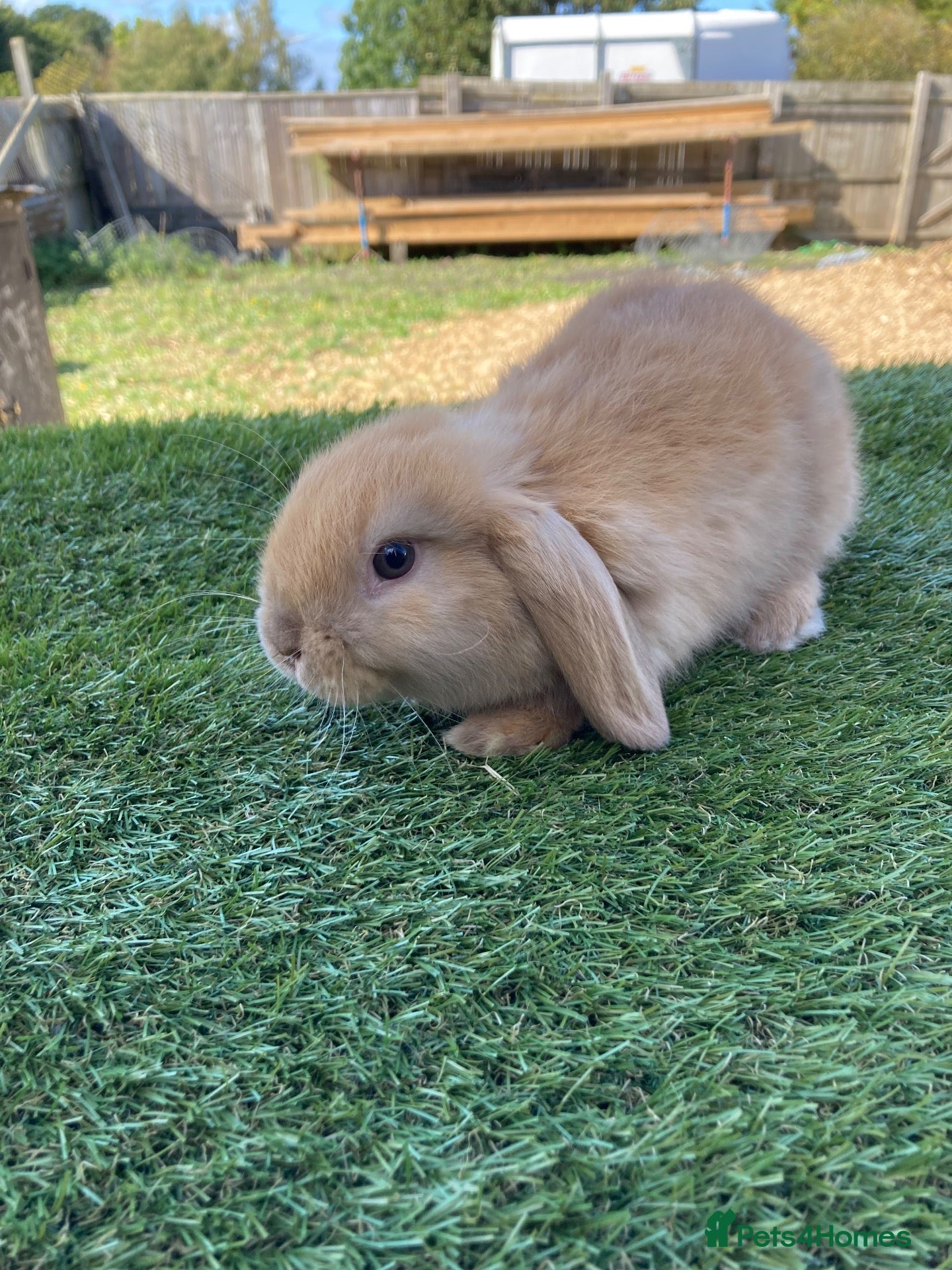 Mini Lop rabbits Mini lops - Advert 21