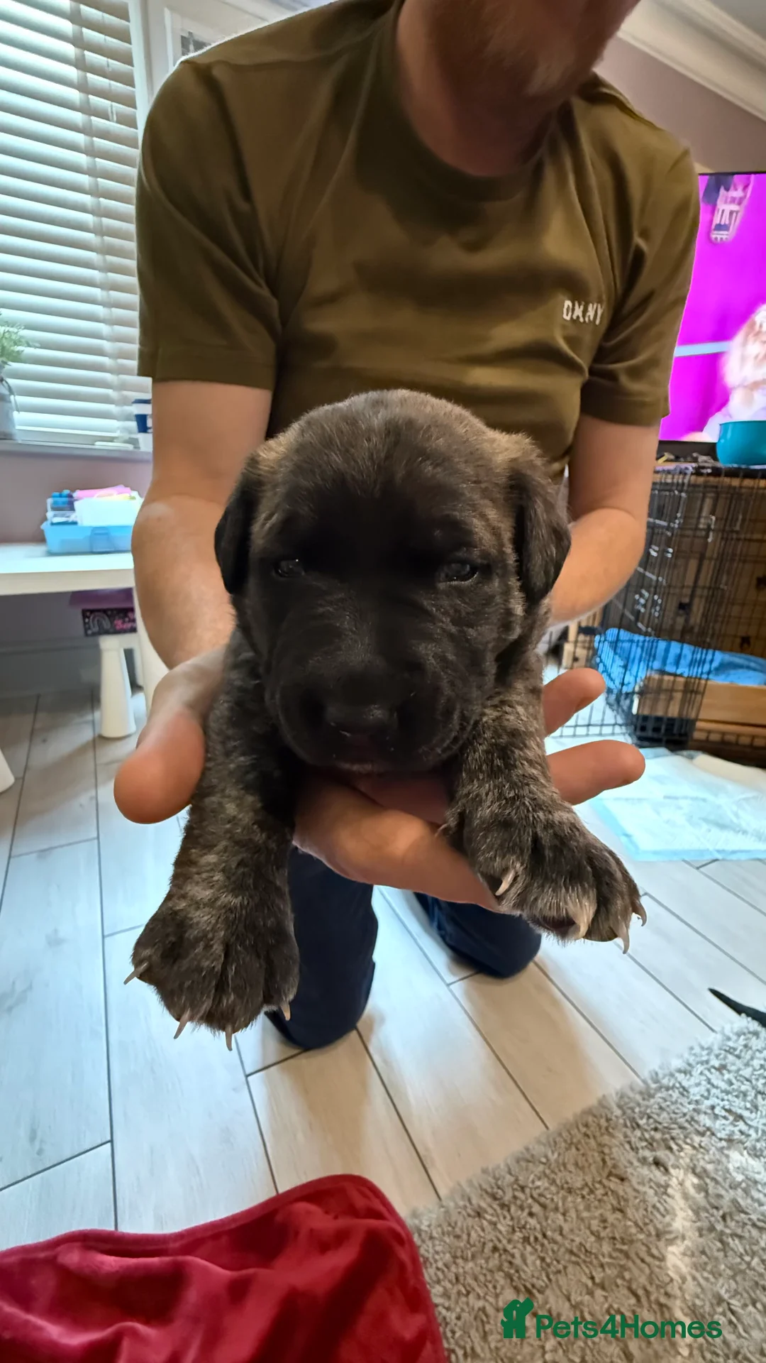 German Shepherd dogs for sale: German shepherd x Puppies - Advert 5