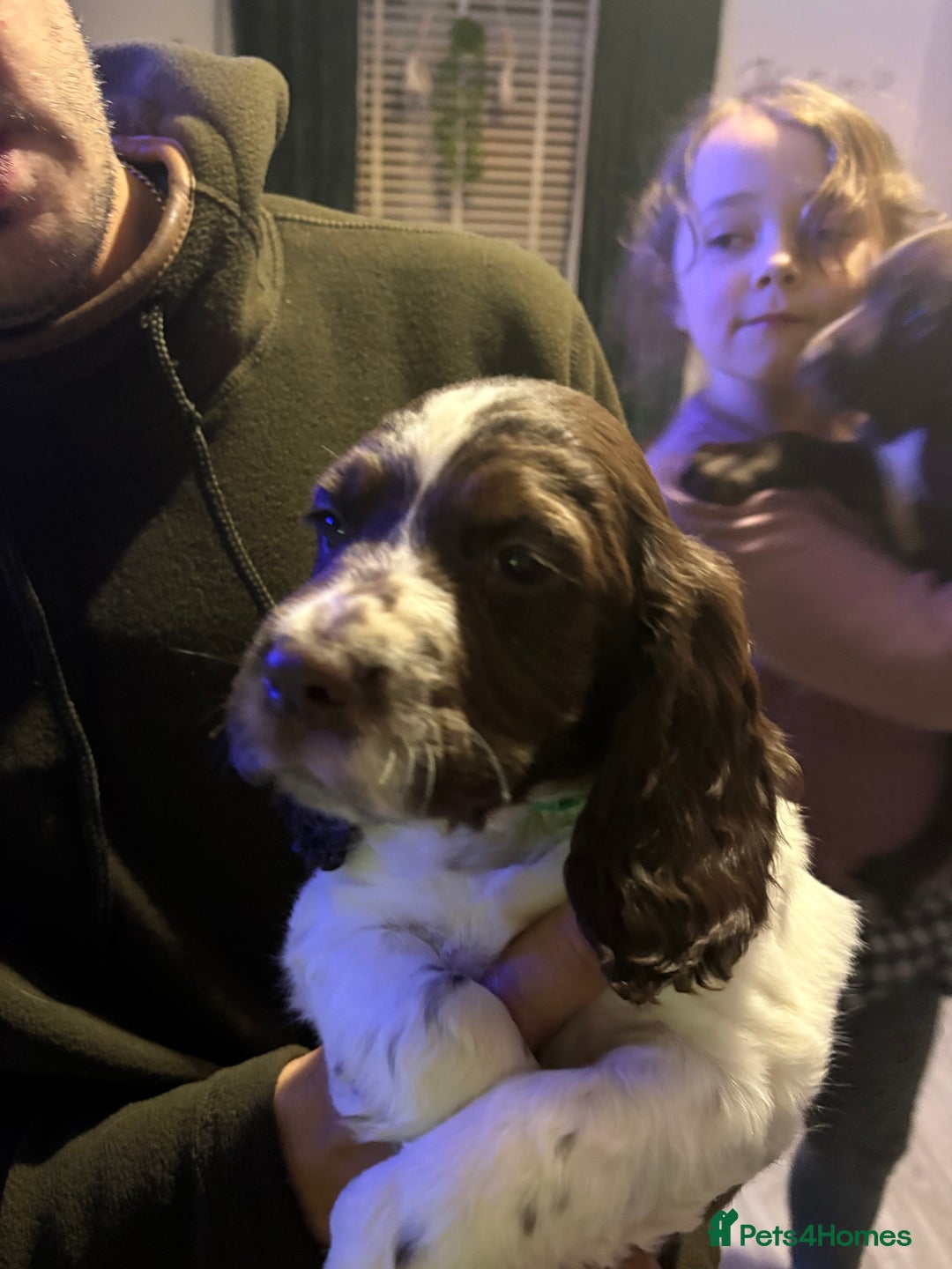 Cockerdor dogs for sale: Cockerdors  - Advert 17