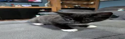 Mixed Breed cats for sale: 3 beautiful adorable kittens  in Bicester - Advert 8
