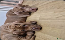 Mixed Breed dogs for sale: cane corso x mastiff pups for sale - Image 23