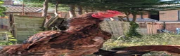 Chickens poultry for sale: High Quality Aseel Pair for Sale  - Advert 8