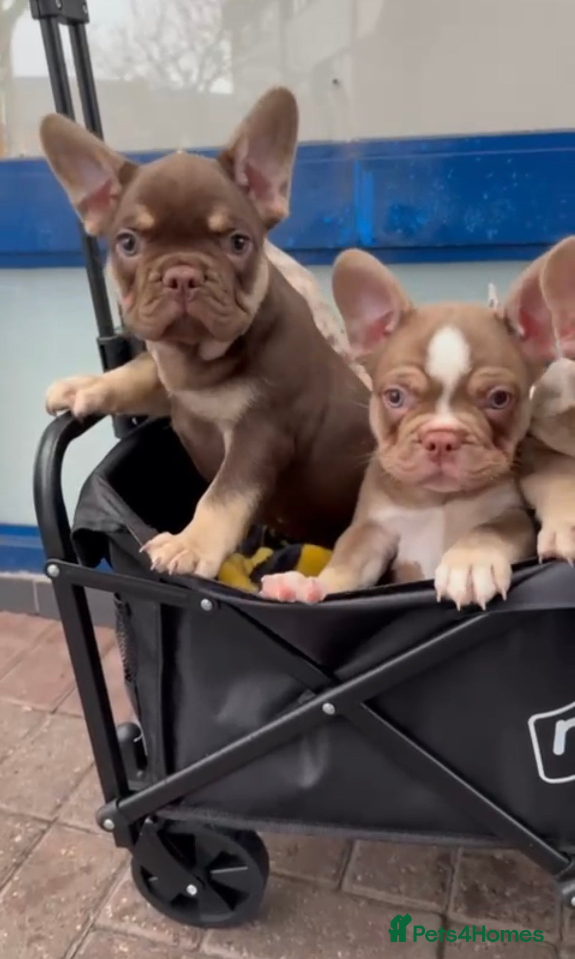 French Bulldog dogs 2 BOYS LEFT - QUALITY FRENCH BULLDOG PUPPIES - Advert 1
