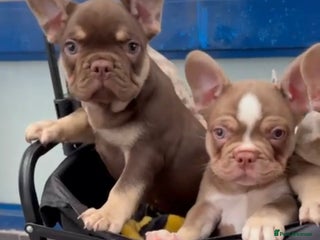 French Bulldog dogs 2 BOYS LEFT - QUALITY FRENCH BULLDOG PUPPIES - Advert 13