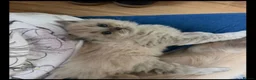 Ragdoll cats for sale: Adorable female ragdoll kittens - Advert 2