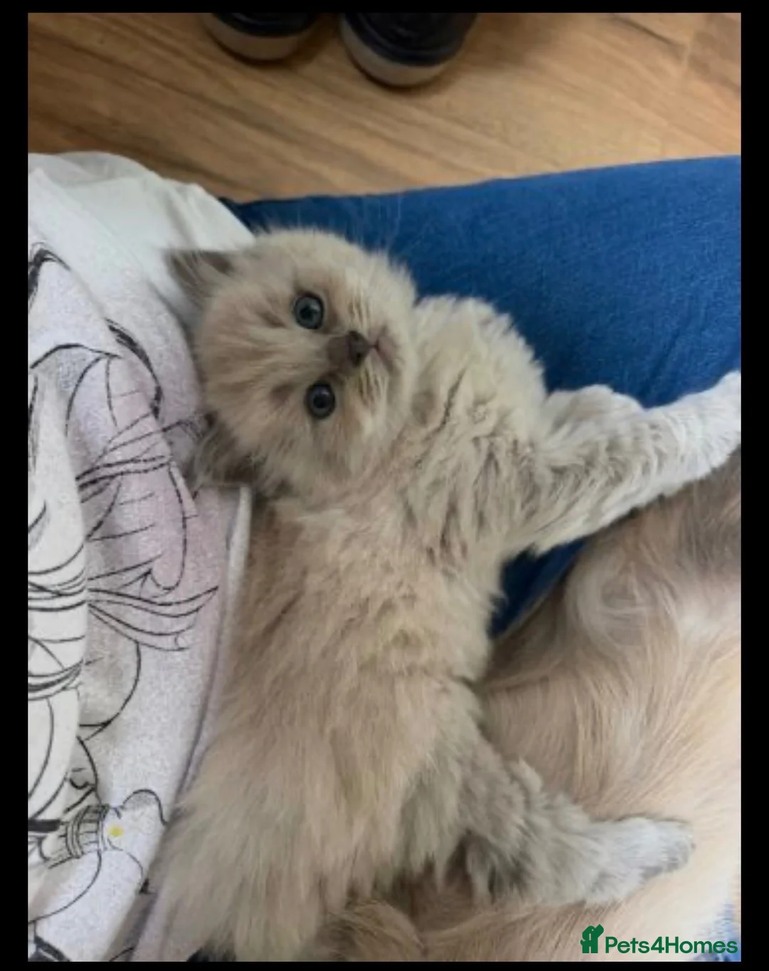 Ragdoll cats for sale: Adorable female ragdoll kittens - Advert 2