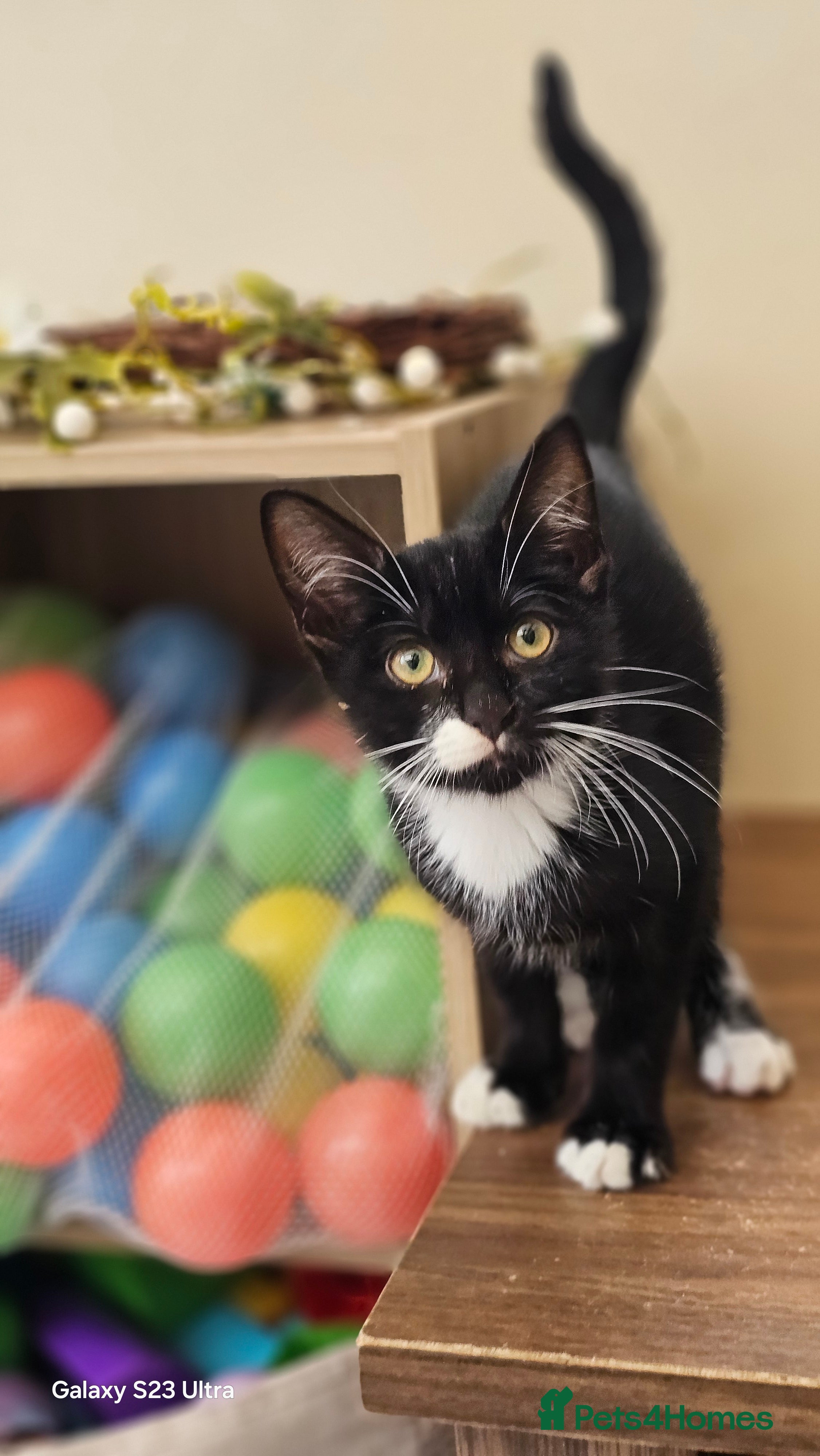 Mixed Breed cats Kittens for sale  - Advert 20