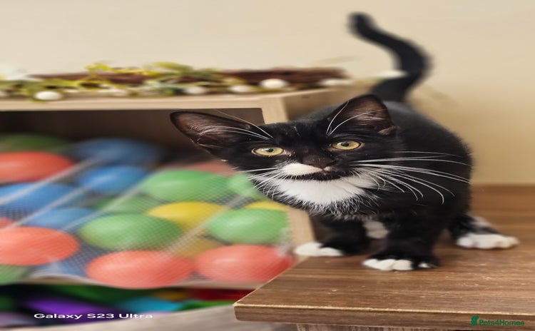 Mixed Breed cats - Advert 9