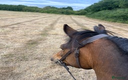 Dartmoor horses for sale: Teddy - Image 3