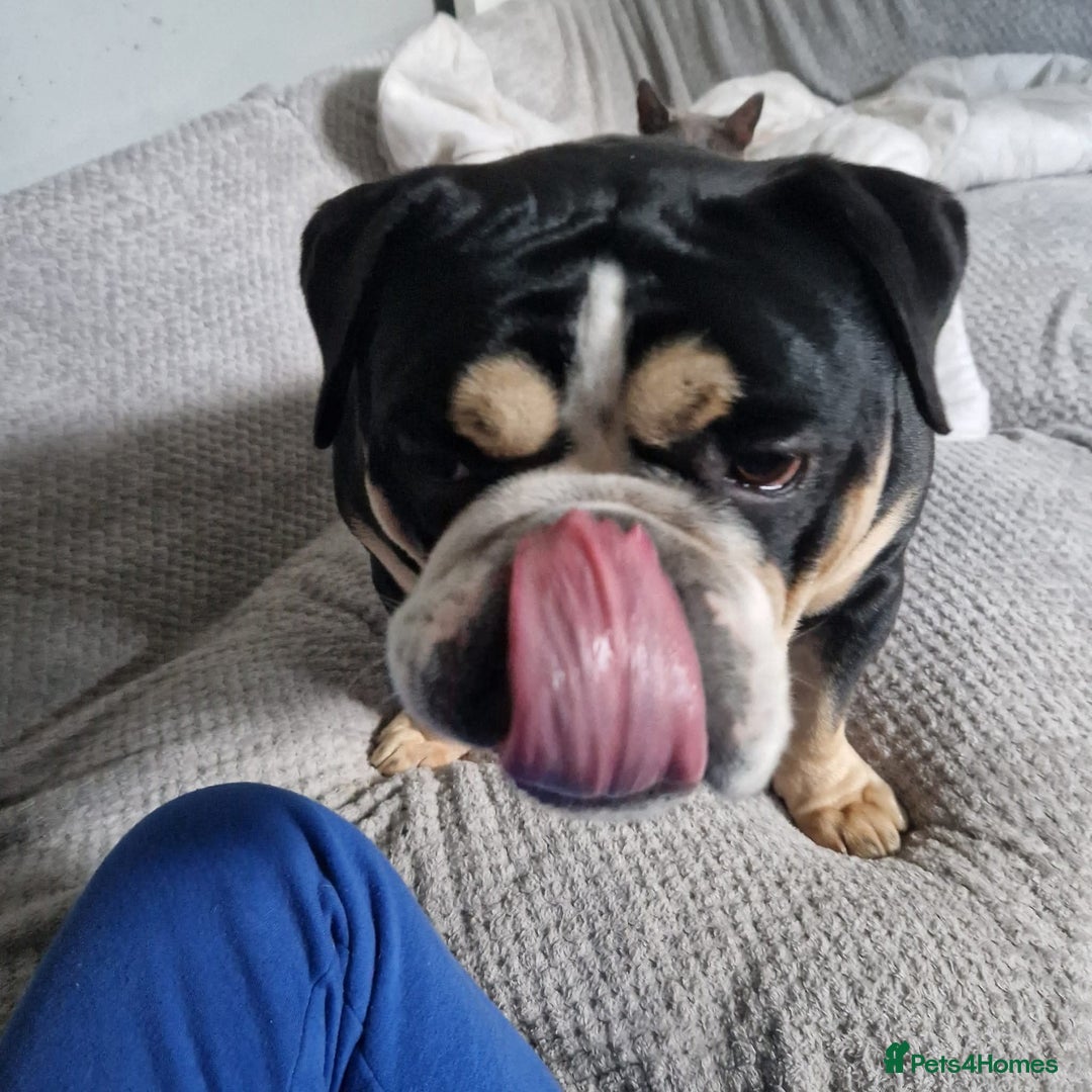 English Bulldog dogs for sale: Ernie  - Advert 7