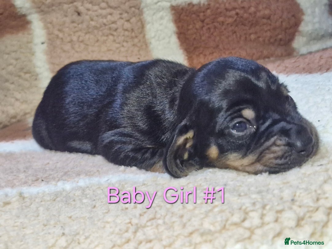 Mixed Breed dogs for sale: Ready to leave now - Advert 4