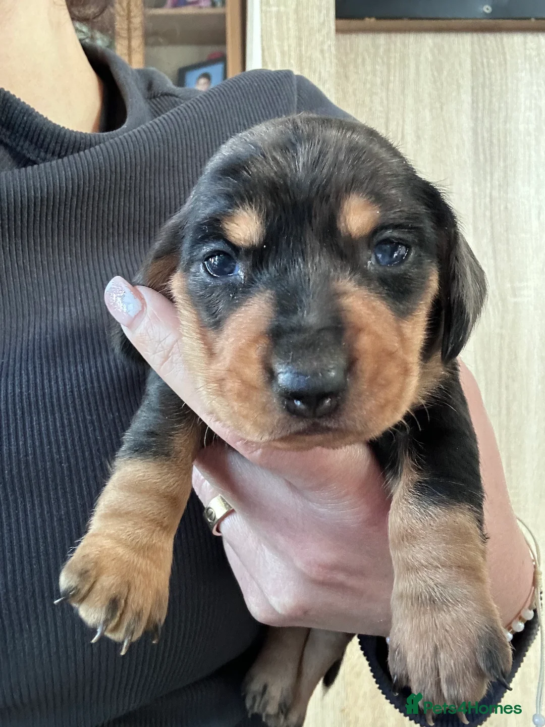 Dachshund dogs for sale: Dachshund Puppies  - Advert 3