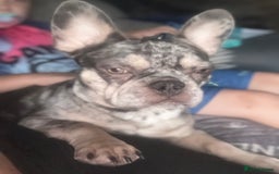 French Bulldog dogs for sale: 🌸Tri Merle Girl French Bulldog🩷 - Image 16
