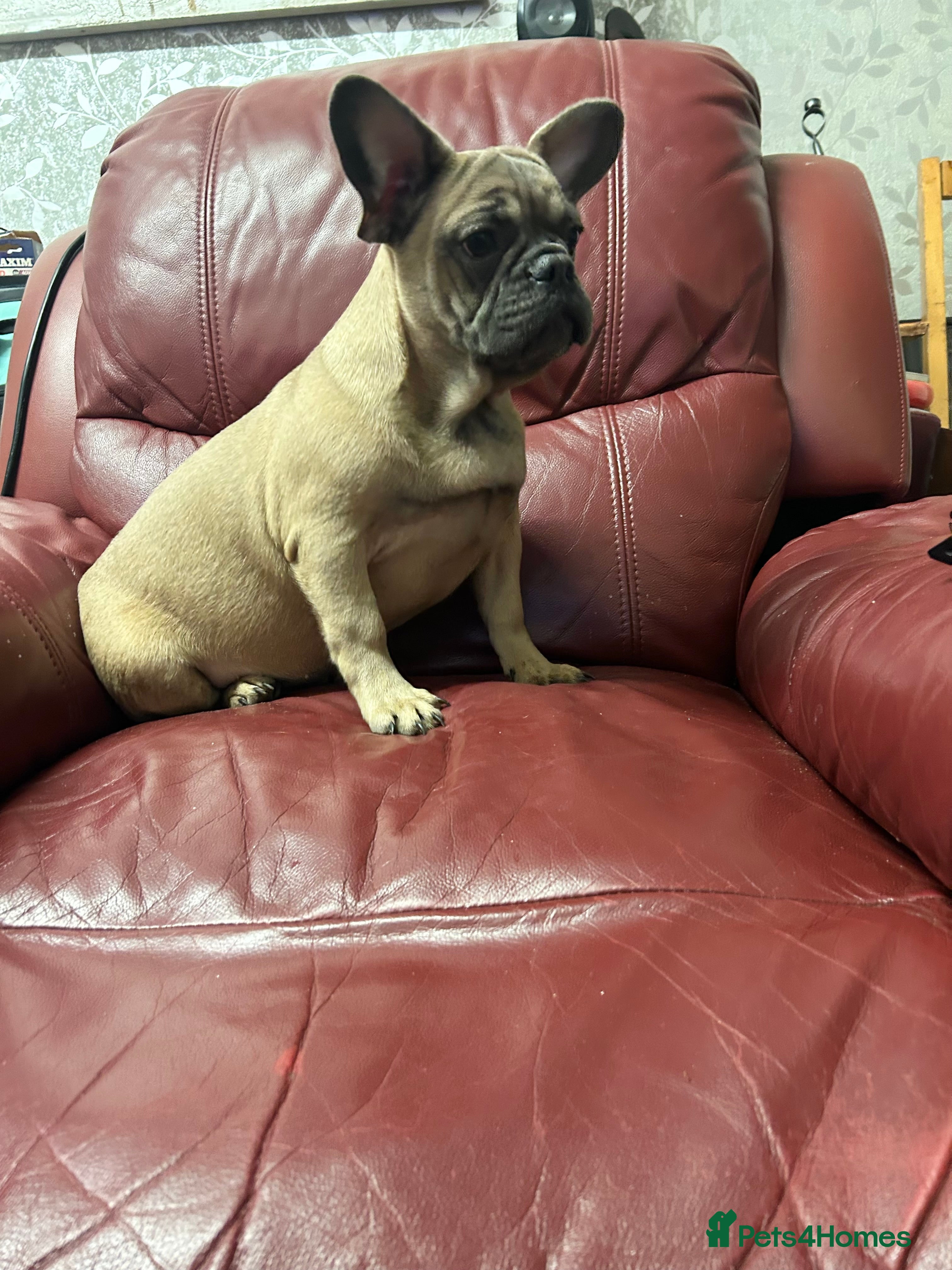 French Bulldog dogs 2 quality healthy fawn girls 6 months old - Advert 18