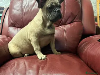 French Bulldog dogs last quality healthy fawn girl 6 months old - Advert 13